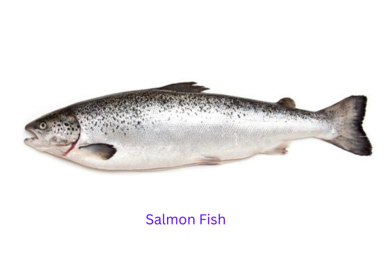 Salmon Fiish